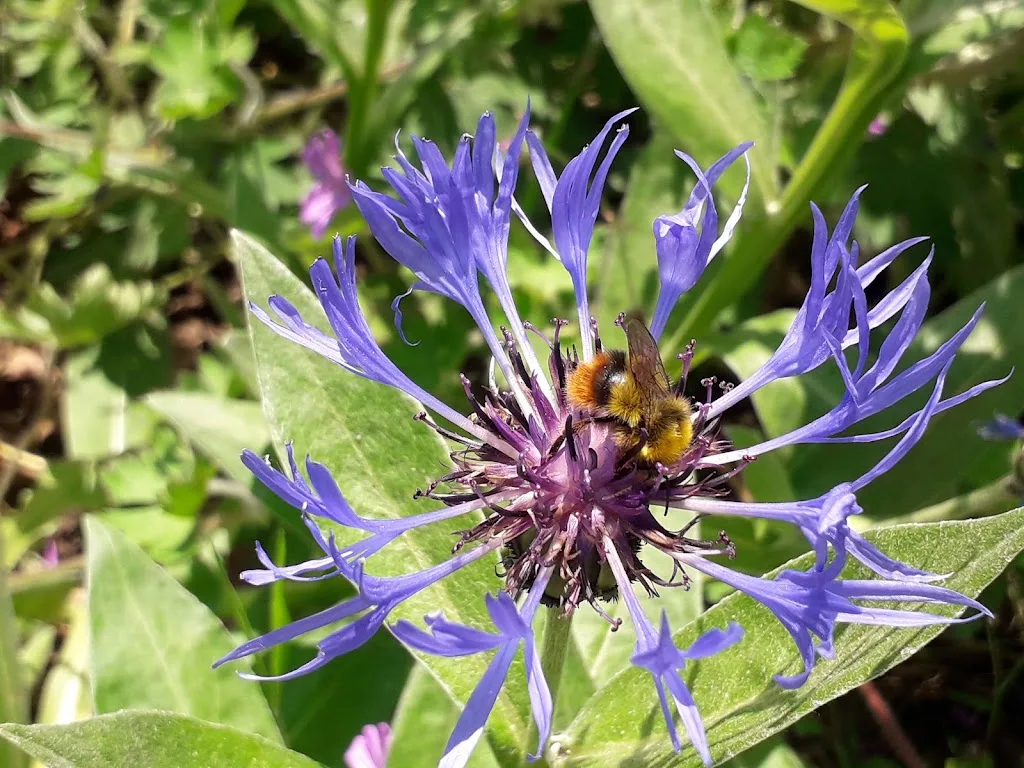 Les Bleuets - photo 2